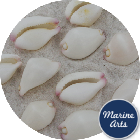 Cowrie Shell - Little Egg - Project Pack